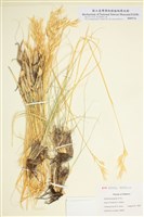 藏品(帕裡燕麥草)的圖片